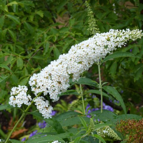 Buddleja davidii "Rve de Papillon White"