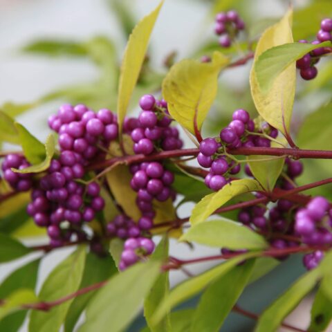 Callicarpa bodinieri var. giraldii