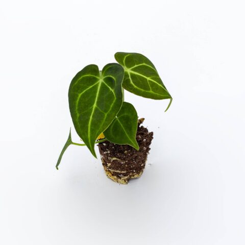 Anthurium magnificum Baby Plant