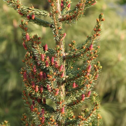 Picea omorika
