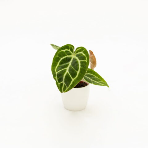 Anthurium magnificum