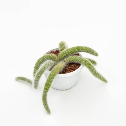 Hildewintera colademononis