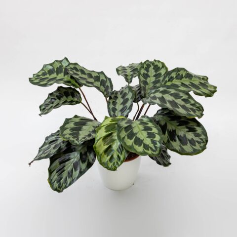 Calathea "Helen Kennedy"