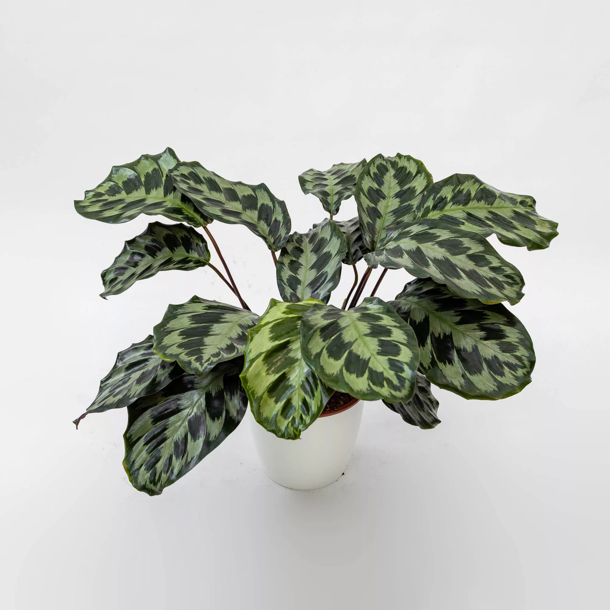 Calathea "Helen Kennedy"
