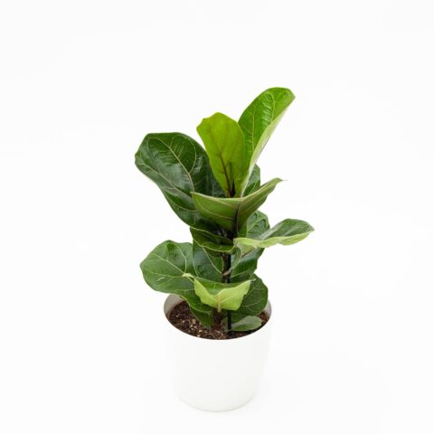 Ficus lyrata "Bambino"