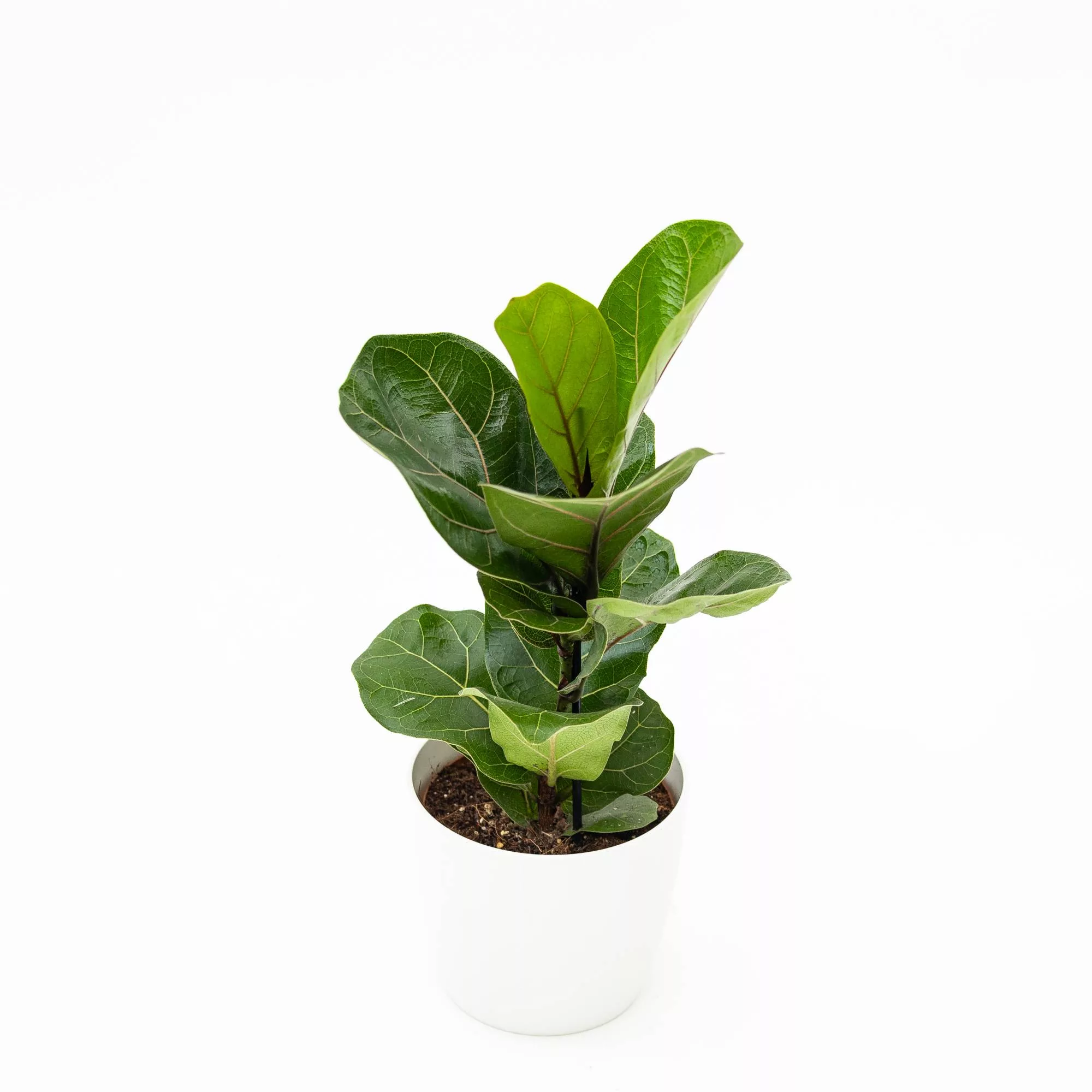 Ficus lyrata "Bambino"