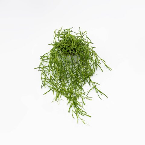 Hoya linearis