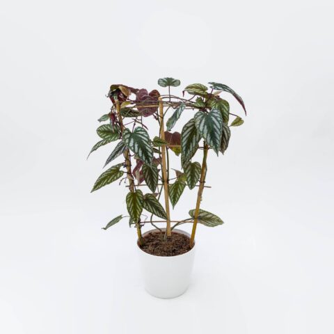Cissus discolor
