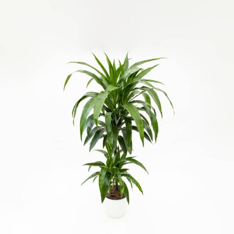 Dracaena fragrans "Janet Craig"