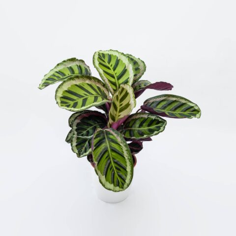 Calathea roseopicta "Angela"