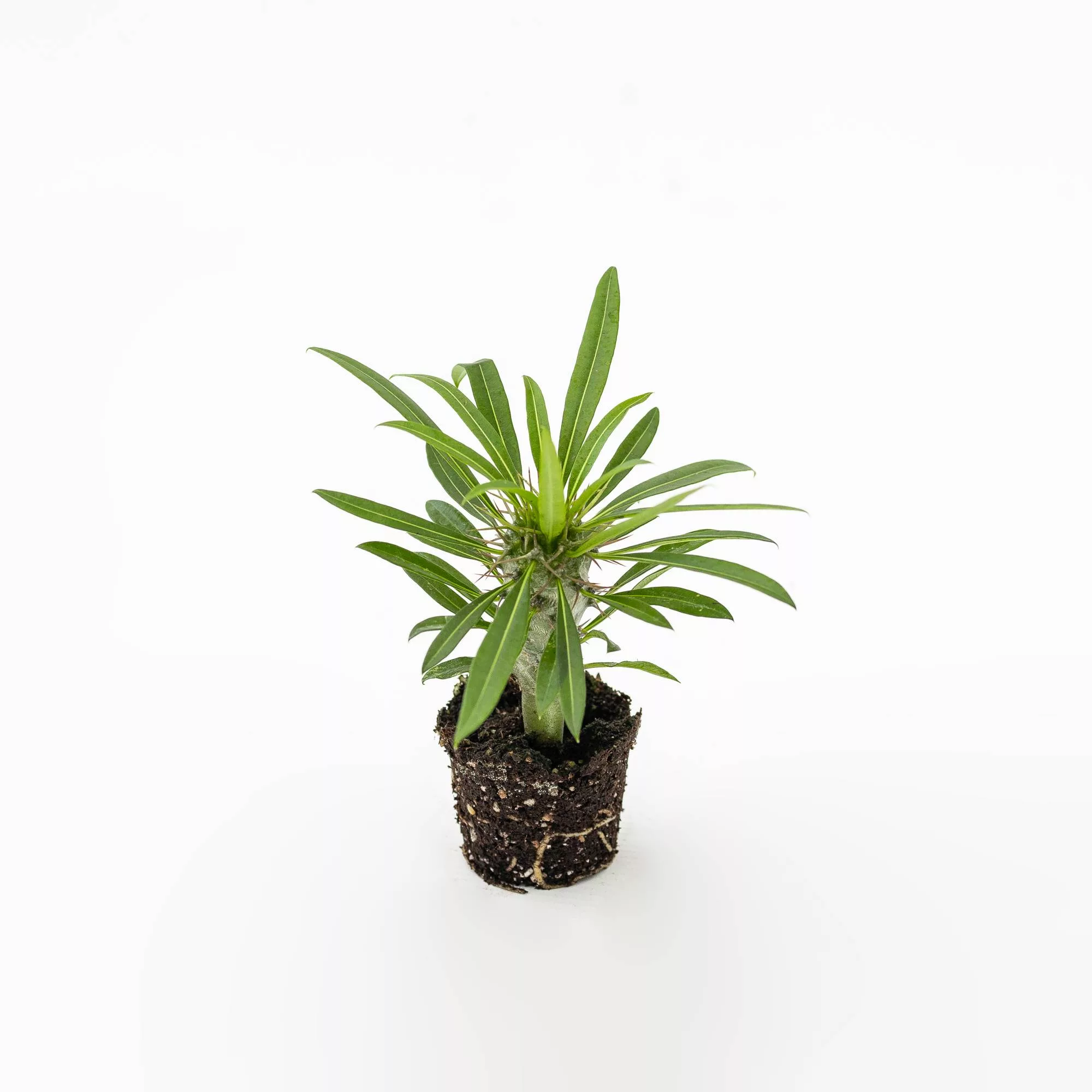 Pachypodium lamerei Baby Plant