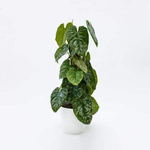 Philodendron brandtianum "Wild Form"