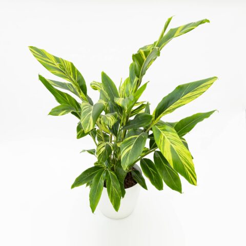 Alpinia zerumbet "Variegata"