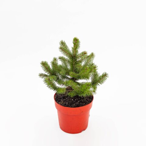 Picea pungens "Super Blue"