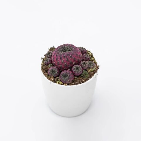 Sulcorebutia rauschii f. violacidermis