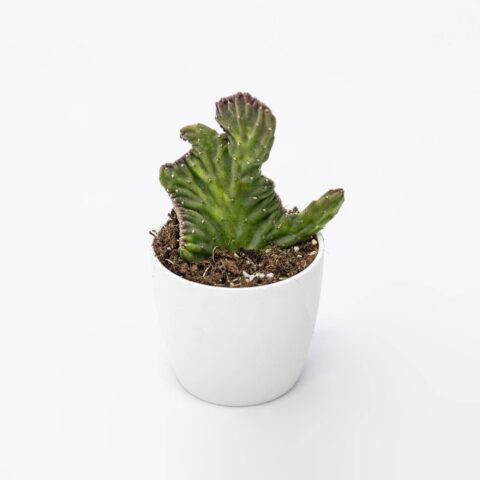 Stapelia leendertziae f. crestata
