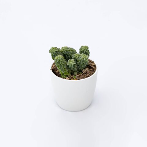 Peperomia columella