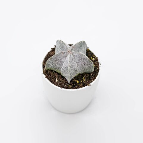 Astrophytum myriostigma