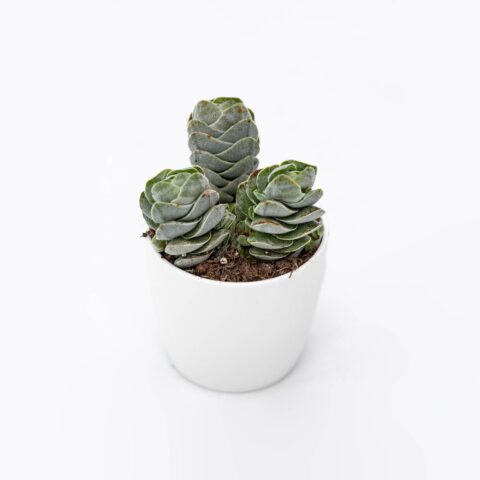 Crassula "Ivory Pagoda"