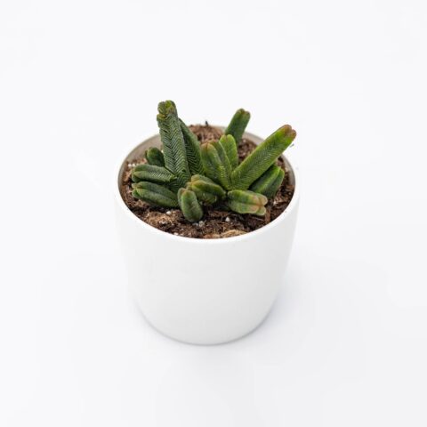 Crassula pyramidalis
