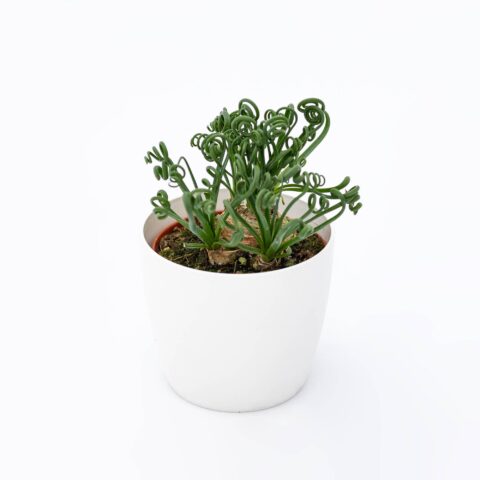 Albuca spiralis