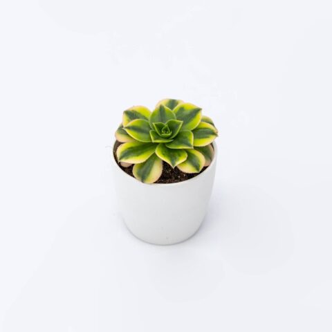Aeonium "Floresens"