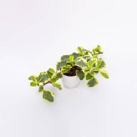 Peperomia obtusifolia "USA"