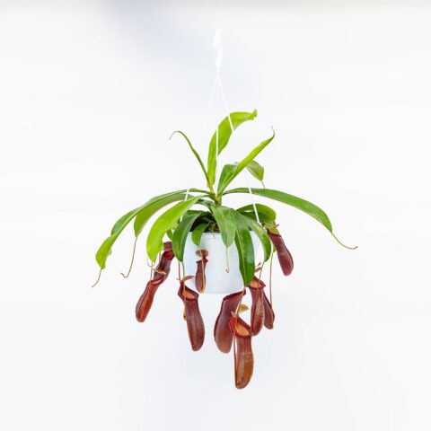 Nepenthes x rebecca