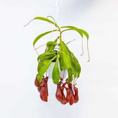 Nepenthes alata