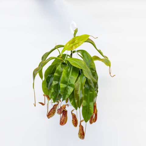 Nepenthes x gaya