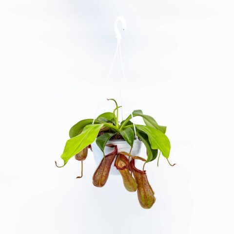 Nepenthes x miranda