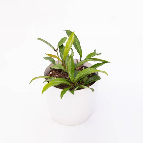 Hoya krohniana "Splash"