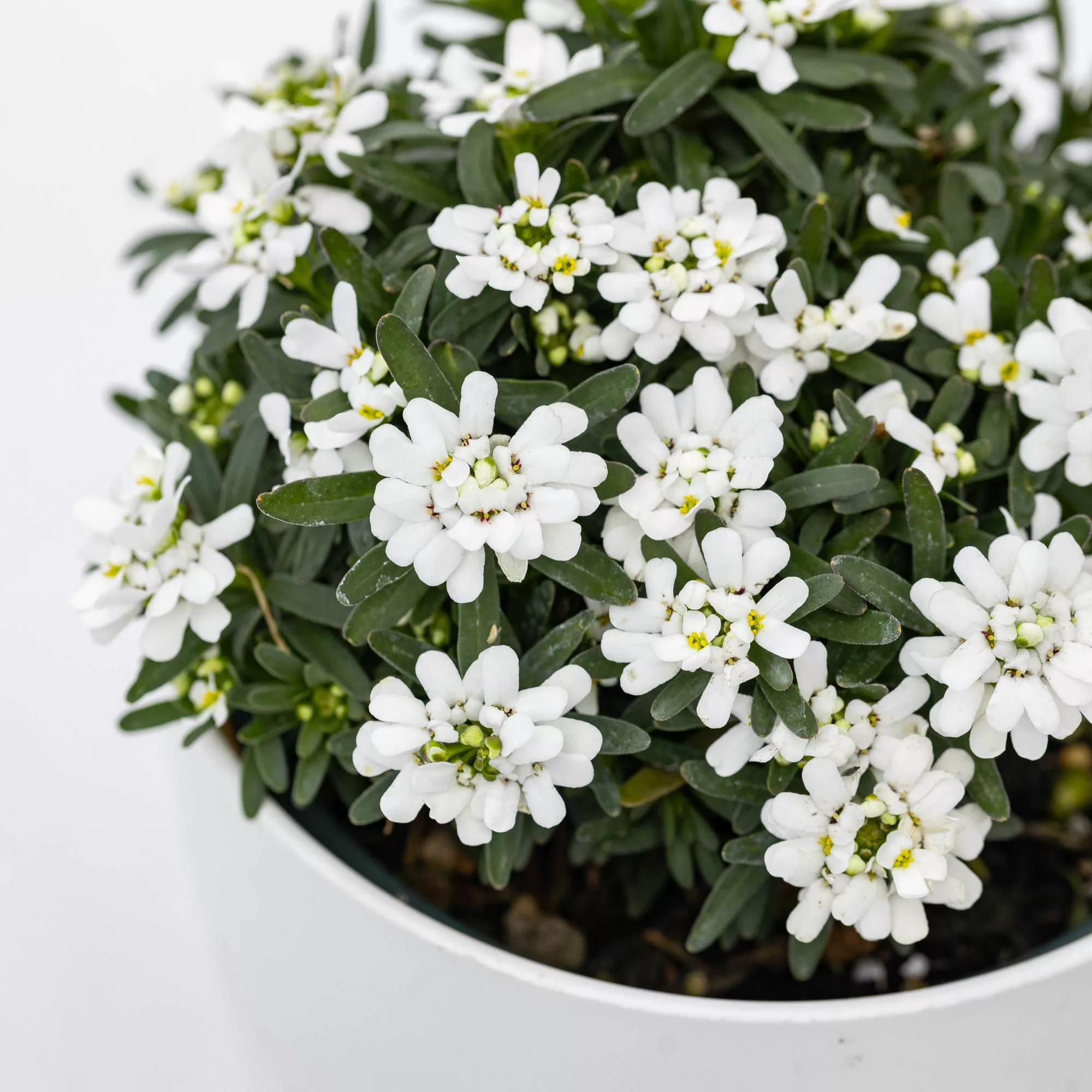 Iberis sempervirens