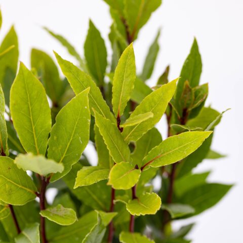 Laurus nobilis