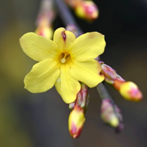 Jasminum nudiflorum