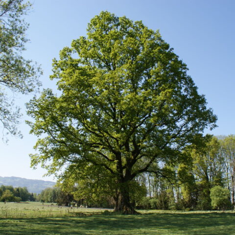 Quercus robur