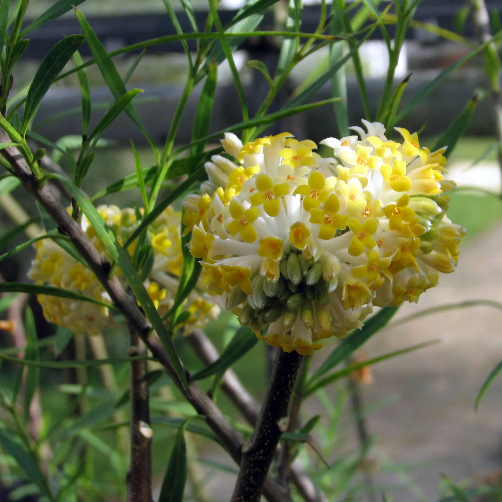 Edgeworthia chrysantha