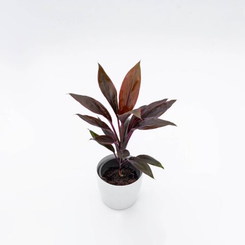 Cordyline fruticosa "Tango"