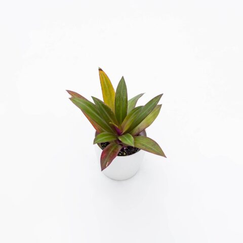 Tradescantia spathacea