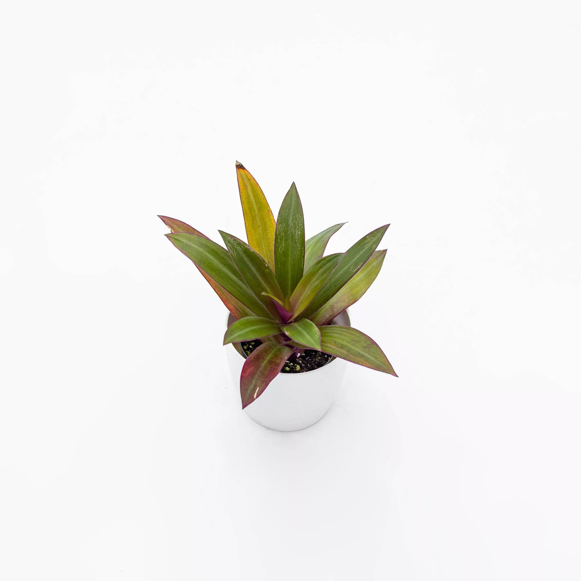 Tradescantia spathacea