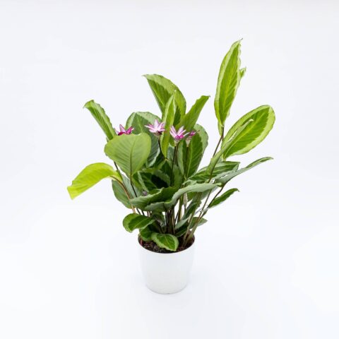 Calathea "Bicajoux Gecko"