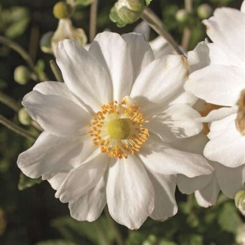 Anemone hupehensis "Alando White"