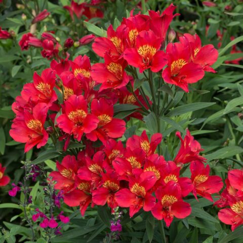 Alstroemeria "Paradise Summer Pepper"