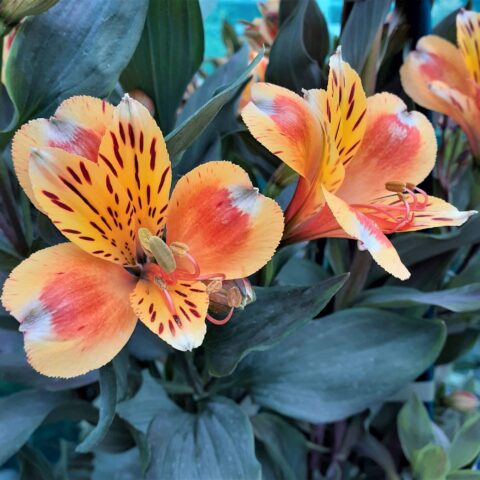 Alstroemeria "Paradise Summer Breeze"