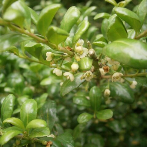 Ilex crenata "Convexa"