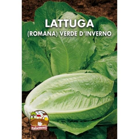 Lattuga romana verde d'inverno (Semente)