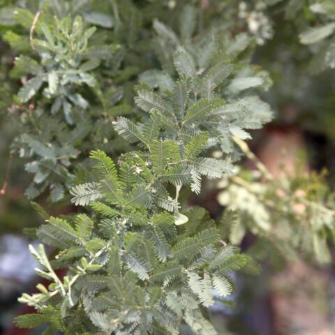 Acacia baileyana "Purpurea"