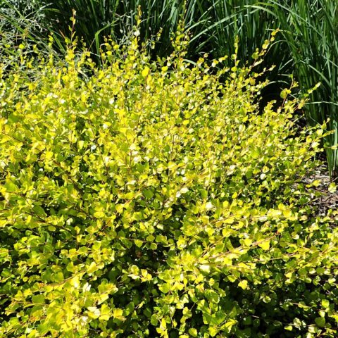 Betula nana "Golden Treasure"