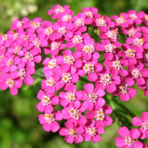 Achillea millefolium "Lightning Pink"