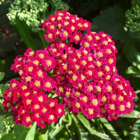 Achillea millefolium "Summer Wine"